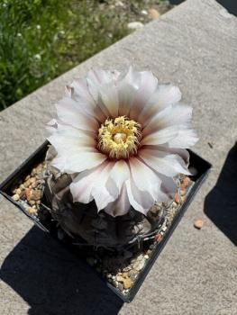 Gymnocalycium ragonesei